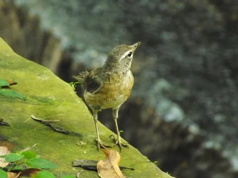 Eyebrowed Thrush Bird Stock Photos