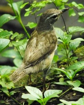 Eyebrowed Thrush Bird Stock Photos