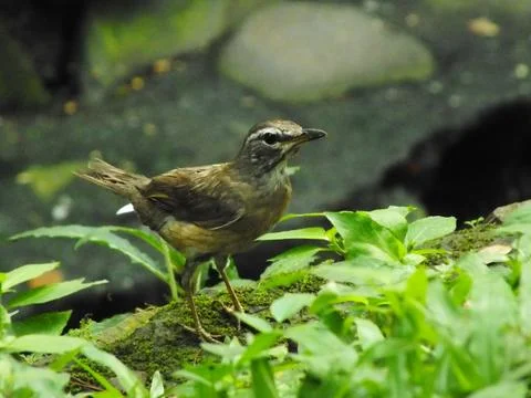 Eyebrowed Thrush Bird 写真素材