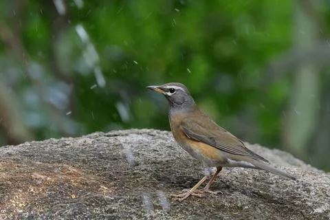 Eyebrowed Thrush Stock Photos
