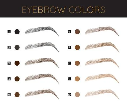Eyebrows Colors Chart Fashion Make Up Illustration Stock Illustration