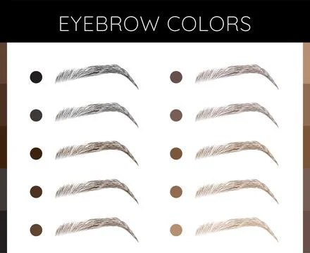 Eyebrows Colors Chart Illustration Stock Illustration