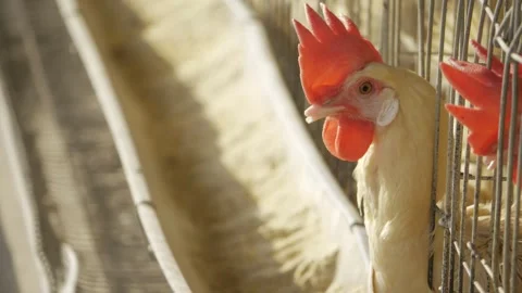 EyeCatching Rooster  A Feathered Warrior in the Spotlight Stock Footage 327547358