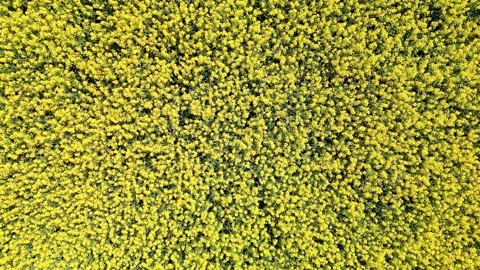 An EyeCatching Vibrant Yellow Texture That Features an Abundance of Lush Foliage Stock Footage 295515682