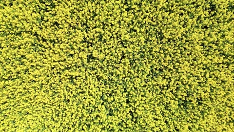 An EyeCatching Vibrant Yellow Texture That Features an Abundance of Lush Foliage Stock Footage 295515852