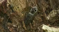Eyed Click Beetle (Alaus oculatus) 2 HD Footage