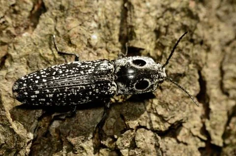 Eyed click beetle Stock Photos