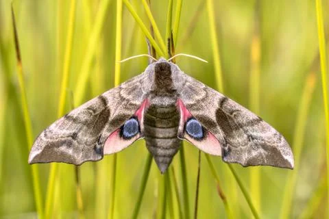 Eyed hawk moth Foto stock