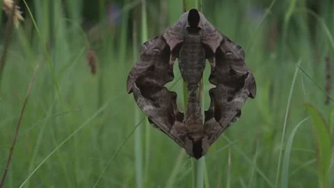 Eyed hawk-moth (Smerinthus ocellata) mating in meadow in spring. Stock Footage 338986891