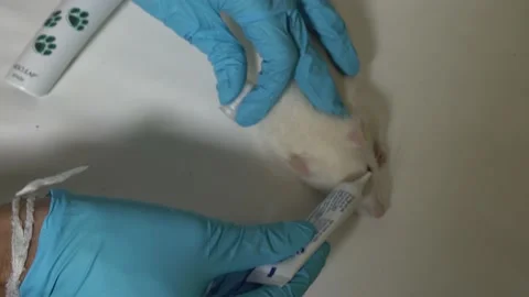 Eyedrop Anesthesia in Mouse For Surgery Stock-Footage 134212140