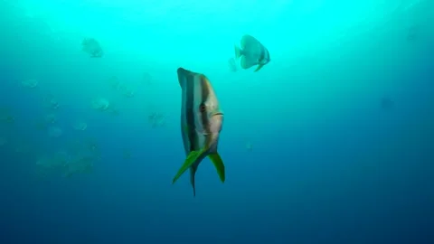 Eyeing the Camera: Mola Mola of the Ogasawara Sea Stock Footage 332761663