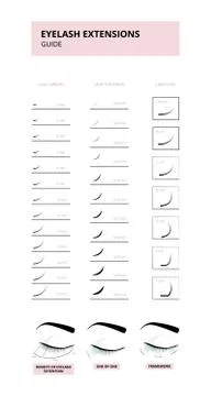 Eyelash extension guide depicting types of false lashes vector illustration. Illustrazione stock
