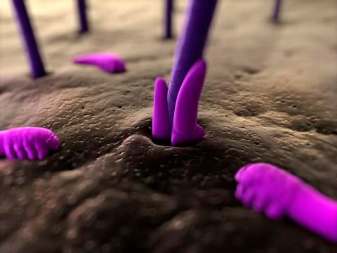 Eyelash mites, artwork Stock Illustration