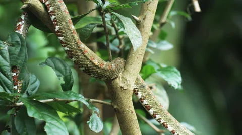Eyelash pit viper in a tree branch Stock Footage