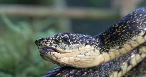EYELASH PITVIPER CLOSEUP Stock Footage 256341787