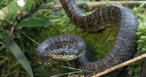 EYELASH PITVIPER STRIKES TWICE Stock Footage 256243146