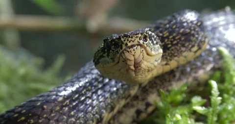 EYELASH PITVIPER STRIKING Stock Footage 256246213