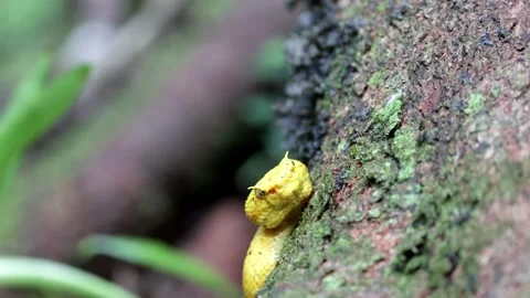 Eyelash viper move head fast on lowland rainforest tree trunk portrait of he Stock Footage 153044814