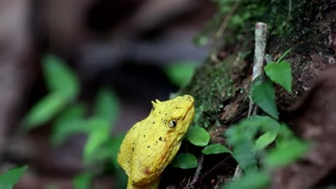 Eyelash Viper move up tree trunk in lowland rainforest smellling with tongue Stock Footage 152088569