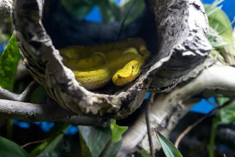 Eyelash viper snake curled up inside a hollow log 스톡 사진