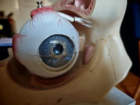Eye,organ for visual perception Stock Photos