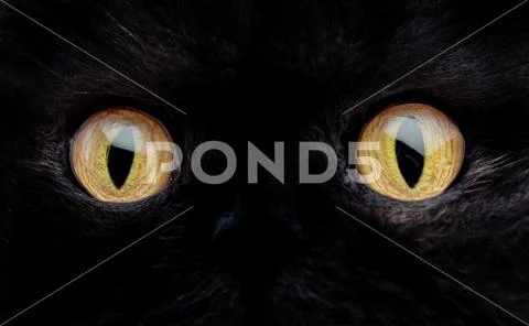 Eyes of a black cat macro Stock Photos