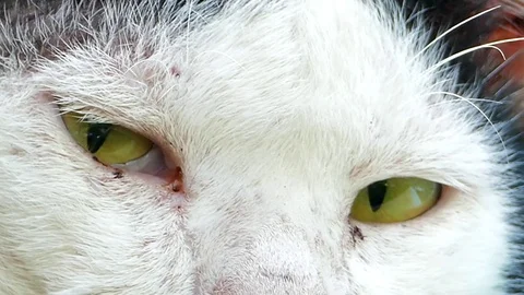 Eyes of cat. Stock Footage 74413536