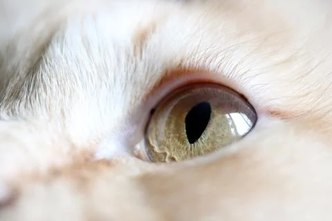 Eyes of Cat Stock Photos
