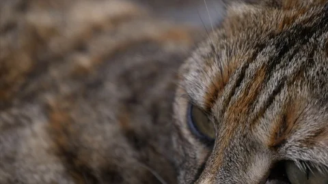 Eyes of cat slow motion Stock-Footage 102837337