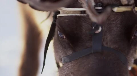 The eyes of a deer Stock Footage 55870345