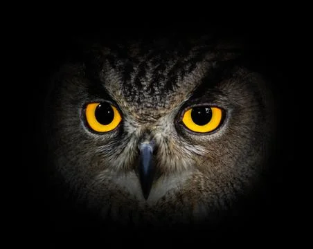 Eyes eagle owl Stock Photos