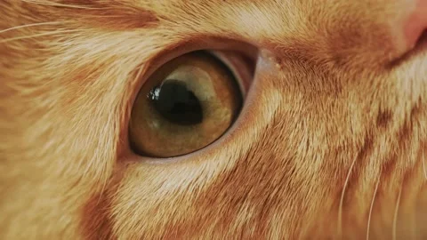 Eyes Stock Footage 131211695