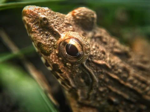 Eyes frog Stock Photos