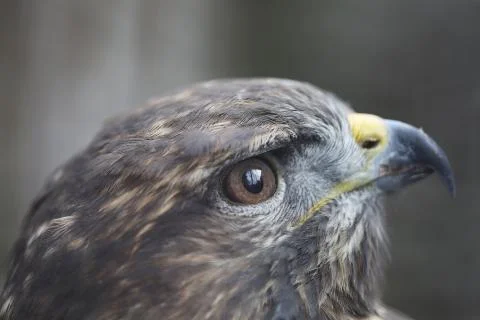 Eyes of the golden eagle Foto stock