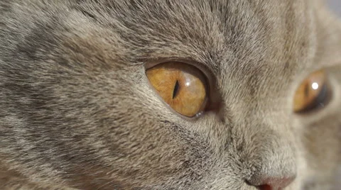 Eyes gray cat close-up 库存影片 45588021