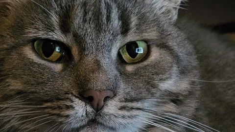 Eyes of a gray cat Stock Footage 296347452