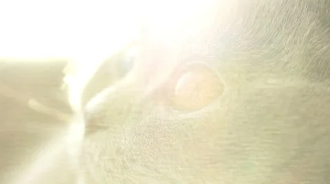 Eyes gray kitten Видео 45588119