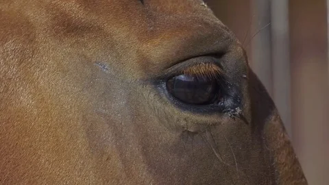 Eyes horse Video stock 85348254