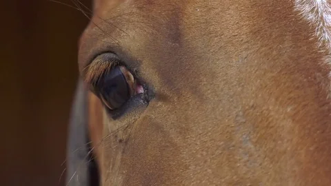 Eyes horse Video stock 85348540