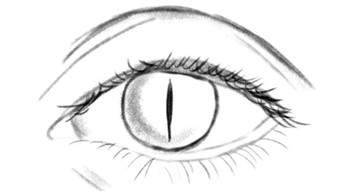 The eyes of a predator Stock Footage 129342432