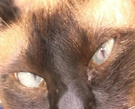Eyes of a siamese cat Stock-Footage 122826