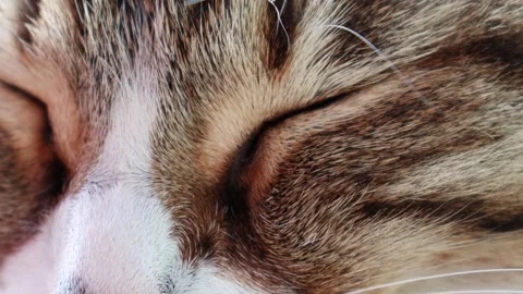 Eyes of Sleeping Cat Closeup Stock Footage 322116335