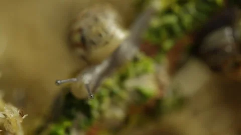 Eyes snails 库存影片 91656402