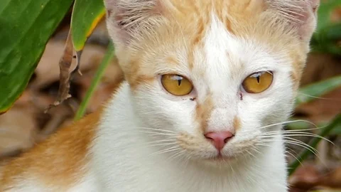 Eyes of stray cat. Stock-Footage 75015995