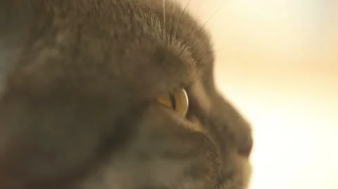 Eyes of a tabby cat. close up Stock Footage 23663768