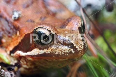 Eyes of a Toad macro. Stock Photos