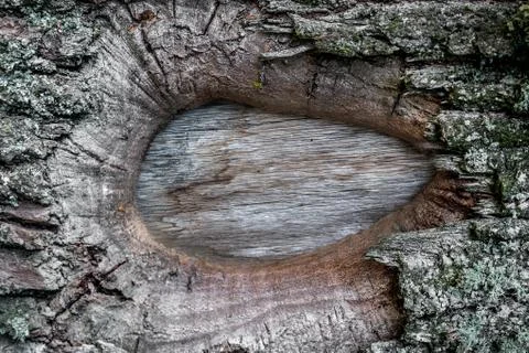 Eyes in the tree Stock Photos