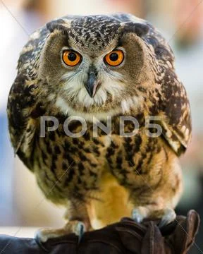 Eyes wide open facing the camera Stock Photos