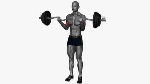 Ez bar biceps curl wide grip  fitness exercise workout animation male muscle hig Vidéo 243993004