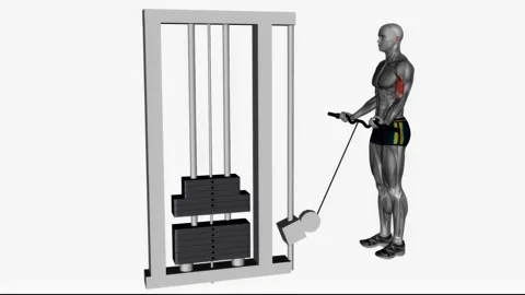 Ez bar cable curl wide grip  fitness exercise workout animation male muscle high Видео 243993010